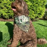 BestLife-share-213