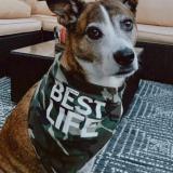 BestLife-share-255