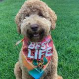 BestLife-share-263